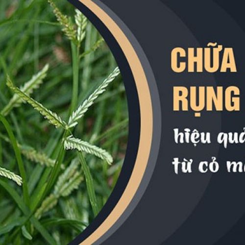 Cỏ Mần Trầu - Thuốc tiên miễn phí dành cho tóc