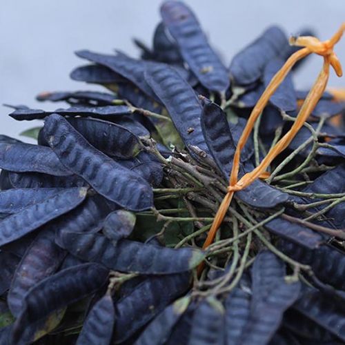 Bồ kết - bí quyết cho mái tóc mềm mượt tự nhiên