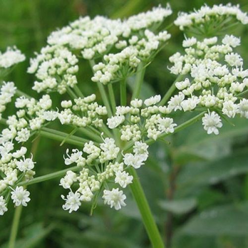 Chiêt xuất cây bạch chỉ - thảo dược quý của sức khỏe