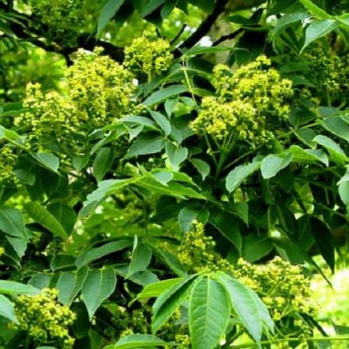 Chiết xuất vỏ cây Hoàng Bá